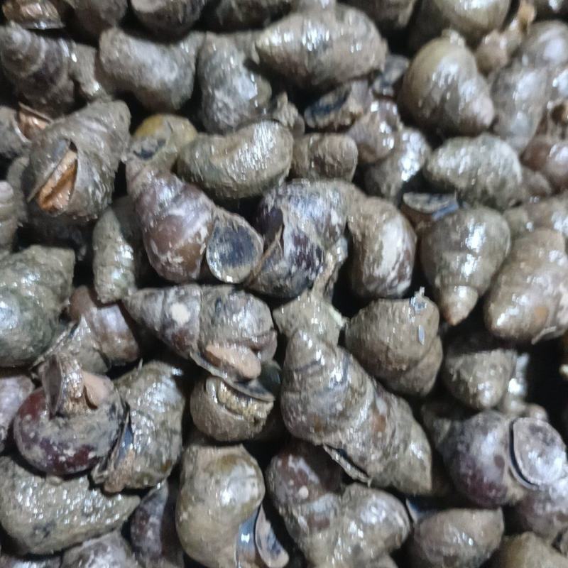 螺蛳一手货源存手工货无积压今发明到保证鲜活包直达费用
