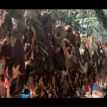 黄牛小公牛，精修26一斤