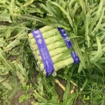 精品莴笋大量有货供应商超电商产地直发