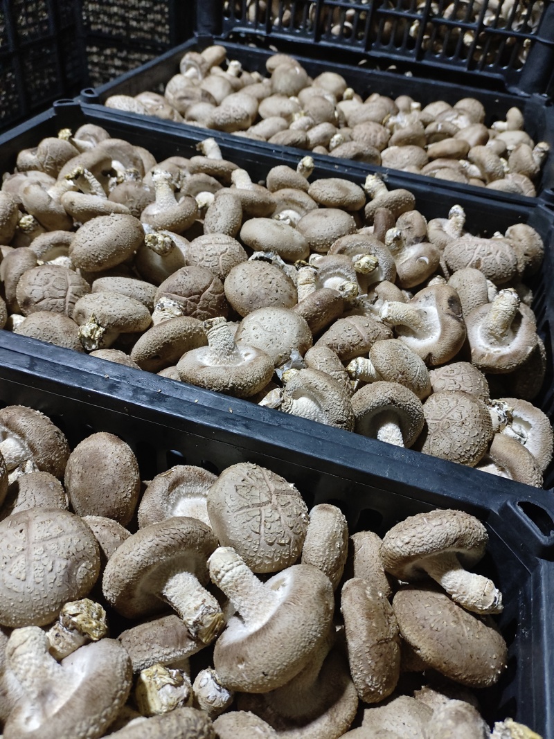 鲜香菇