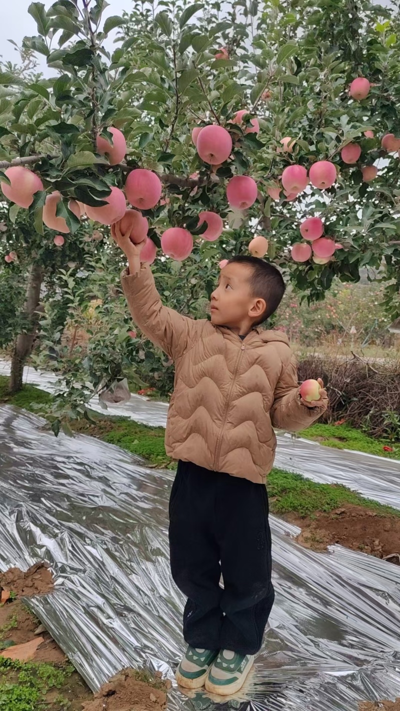 通静产地山上鲜富士苹果量足脆甜耐储运