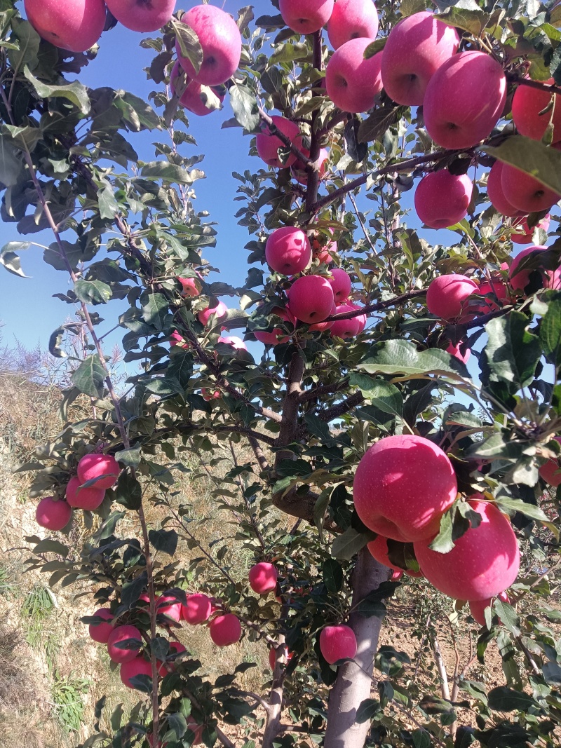 通静产地山上鲜富士苹果量足脆甜耐储运