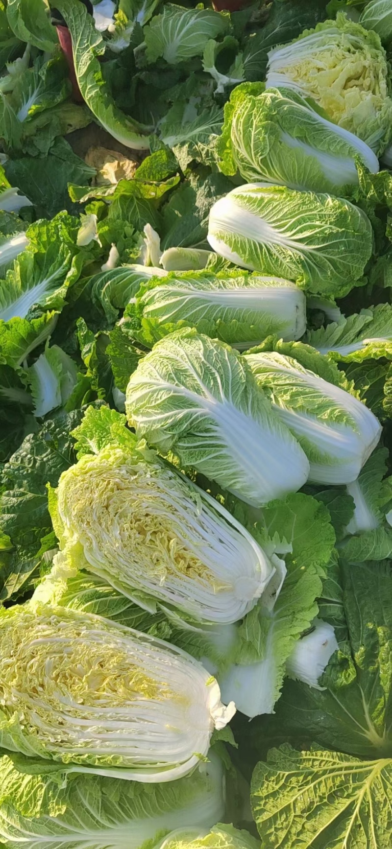 黄心白菜，北京三号白菜4-6斤净菜标准，供应量大