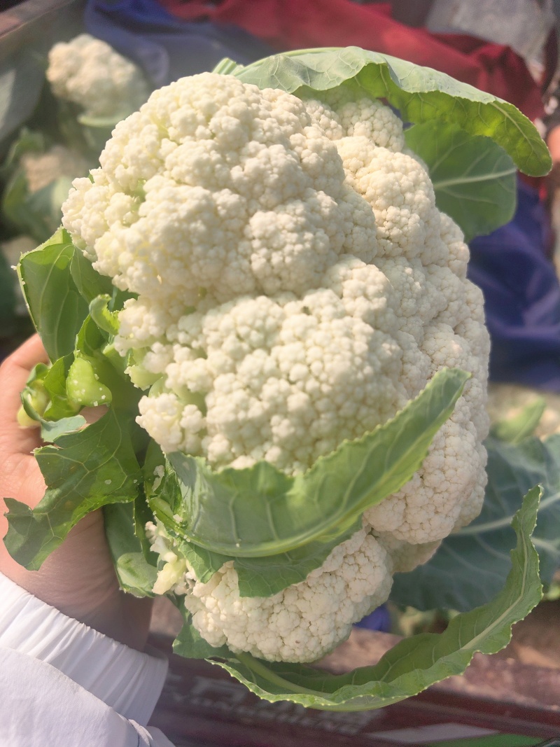 白面青梗小米粒有机松花菜2～3斤货源充足可视频看货