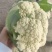 白面青梗小米粒有机松花菜2～3斤货源充足可视频看货