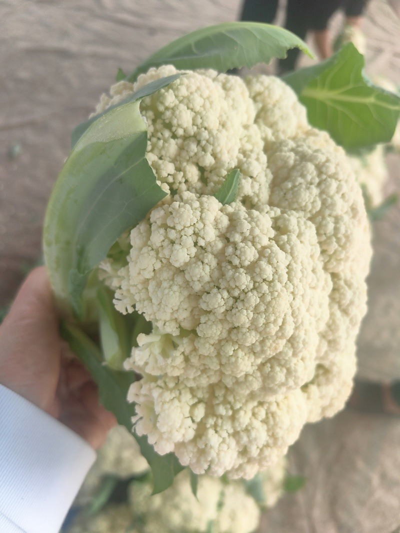 白面青梗小米粒有机松花菜2～3斤货源充足可视频看货