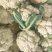 白面青梗小米粒有机松花菜2～3斤货源充足可视频看货