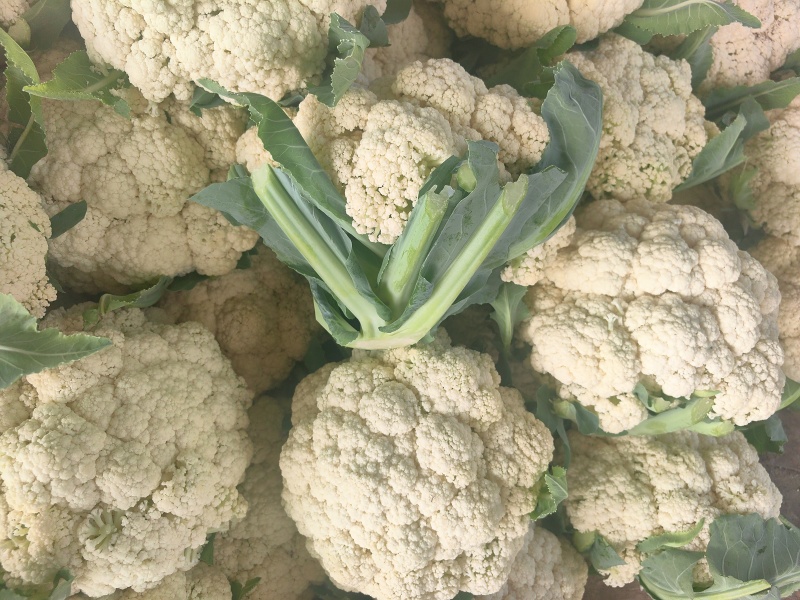 白面青梗小米粒有机松花菜2～3斤货源充足可视频看货