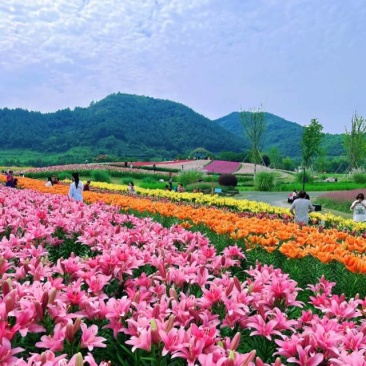 越冬百合种球，电商园林绿化，花海。切花，战地可用。
