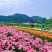 越冬百合种球，电商园林绿化，花海。切花，战地可用。
