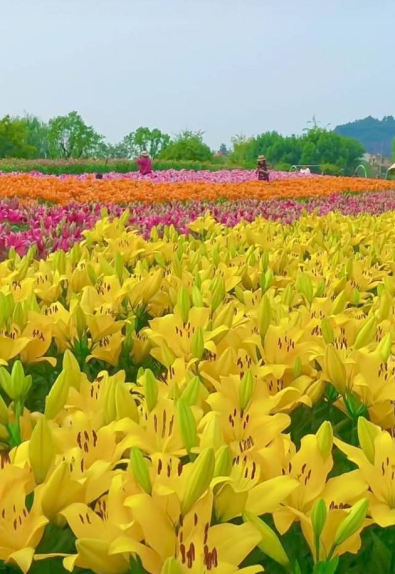越冬百合种球，电商园林绿化，花海。切花，战地可用。