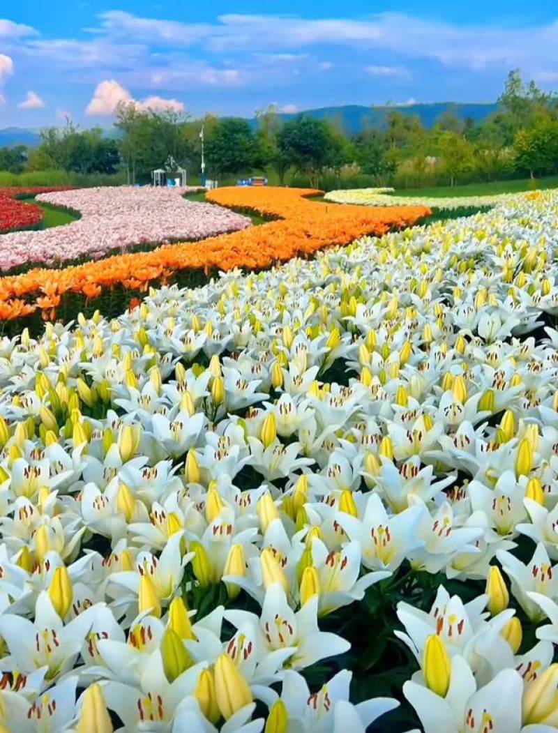 越冬百合种球，电商园林绿化，花海。切花，战地可用。