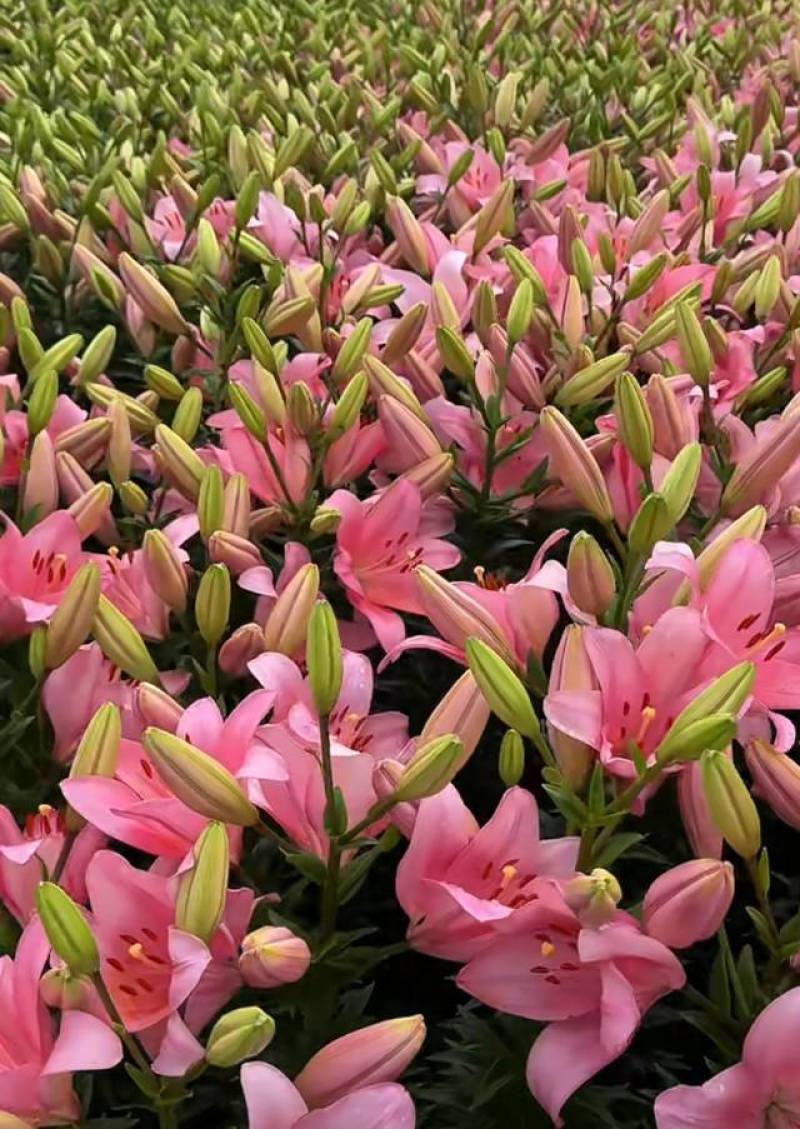 越冬百合种球，电商园林绿化，花海。切花，战地可用。