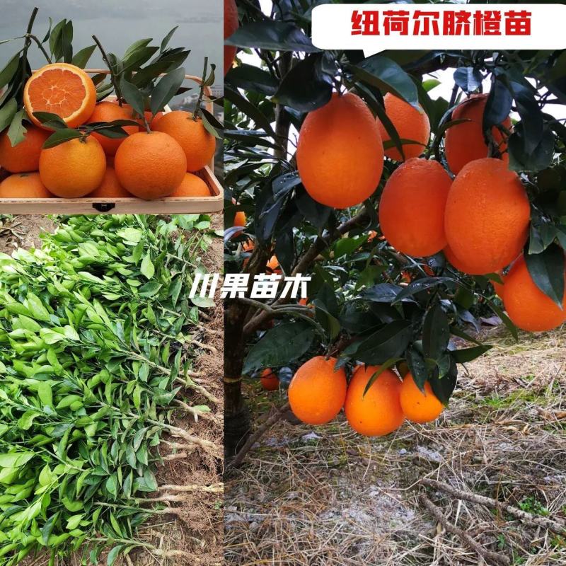 【新品种】纽荷尔脐橙苗/长虹脐橙树苗赣南脐橙苗现挖指导种