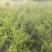 红豆杉定植杯苗，30杯，价格不贵高度1.4米以上东北货源