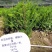 红豆杉定植杯苗，30杯，价格不贵高度1.4米以上东北货源