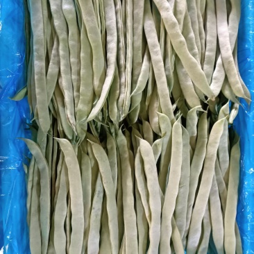 扁豆