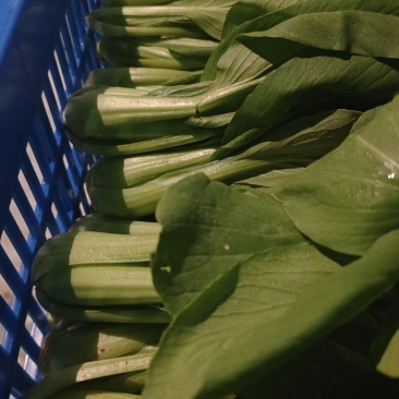 蔬菜批发