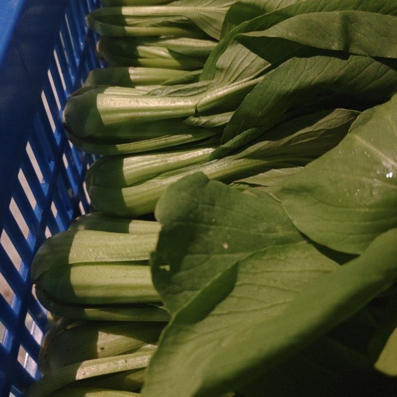 蔬菜批发