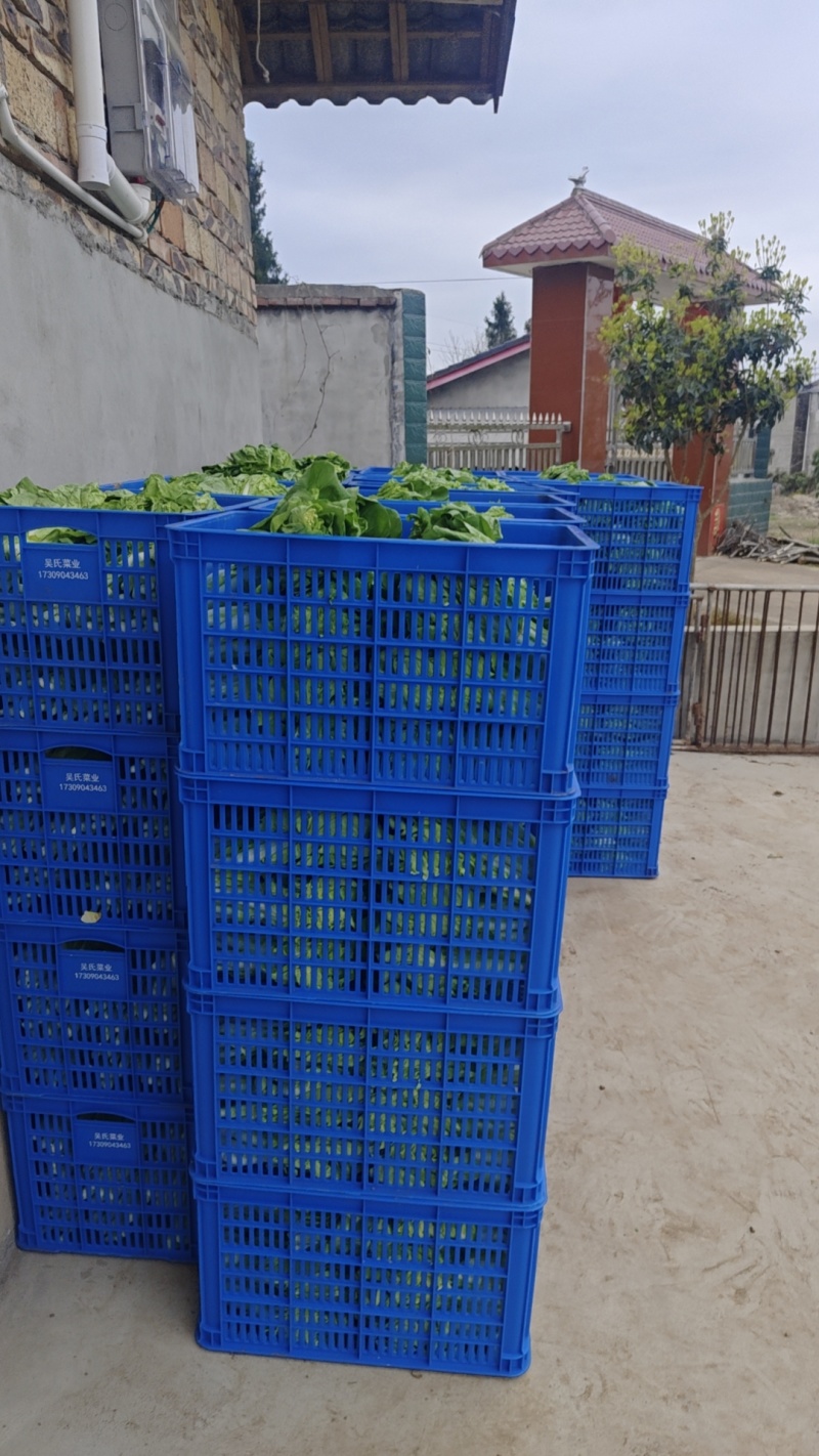 蔬菜批发