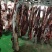 国产纯干鲜牛肉，黄牛肉部位肉，每天屠宰，可全国发货！
