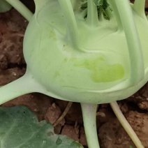 精品水果苤蓝