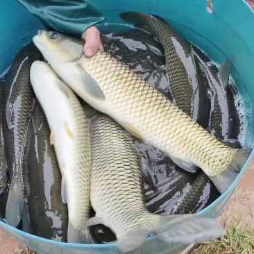 大量出售自己养殖水库大青鱼，