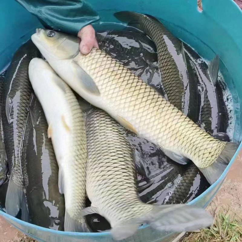 大量出售自己养殖水库大青鱼，