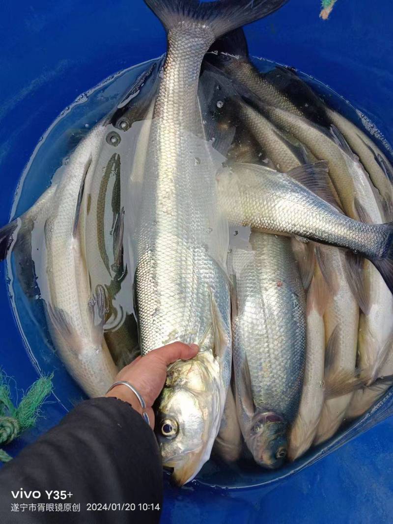 大量出售自己养殖水库大青鱼，