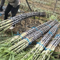 广州南沙黑皮甘蔗品质保障致电有优惠全国直发欢迎致电