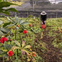 【云南正宗滇重楼】产地直发农户自种