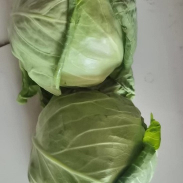 甘蓝