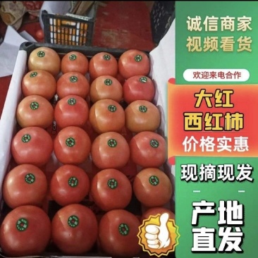 (实力供货)精品西红柿硬粉西红柿万亩种植基地品质保