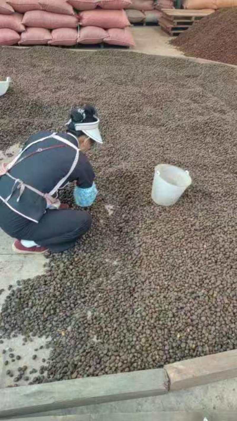红花油茶种子，优质种子，发芽率高，欢迎新老客户联系
