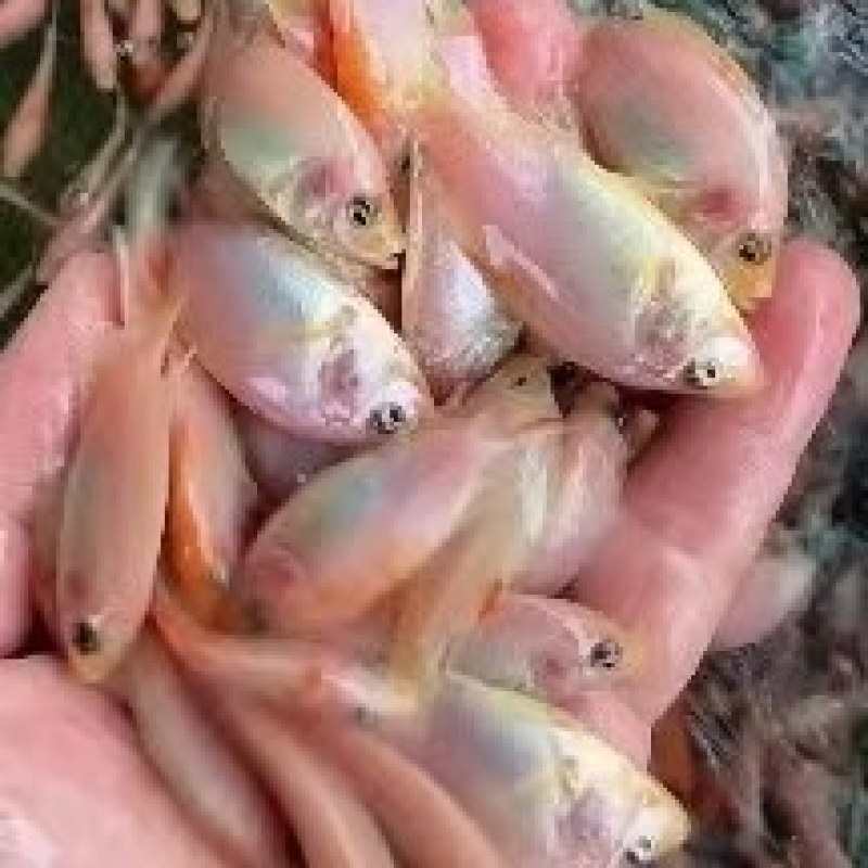水产红罗非鱼苗，罗非鱼苗，生长快，适合所有淡水鱼塘养殖