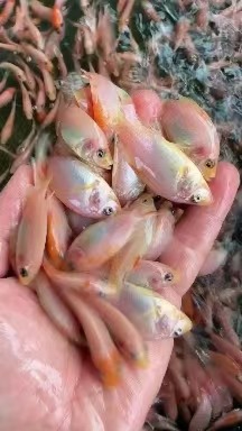 水产红罗非鱼苗，罗非鱼苗，生长快，适合所有淡水鱼塘养殖