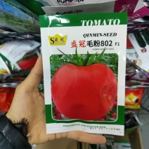 改良毛粉802大西红柿种子春秋农户老品种粉果大番茄种子