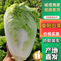 河南大白菜-产地新鲜上市，货量大，供超市，市场，欢迎咨询