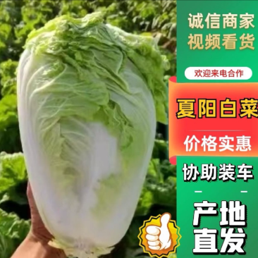河南大白菜-产地新鲜上市，货量大，供超市，市场，欢迎咨询