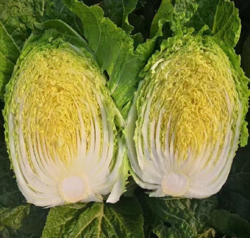 河南大白菜-产地新鲜上市，货量大，供超市，市场，欢迎咨询