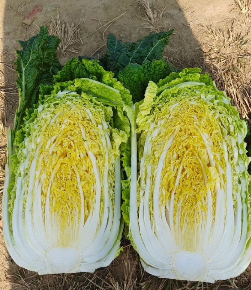 河南大白菜-产地新鲜上市，货量大，供超市，市场，欢迎咨询