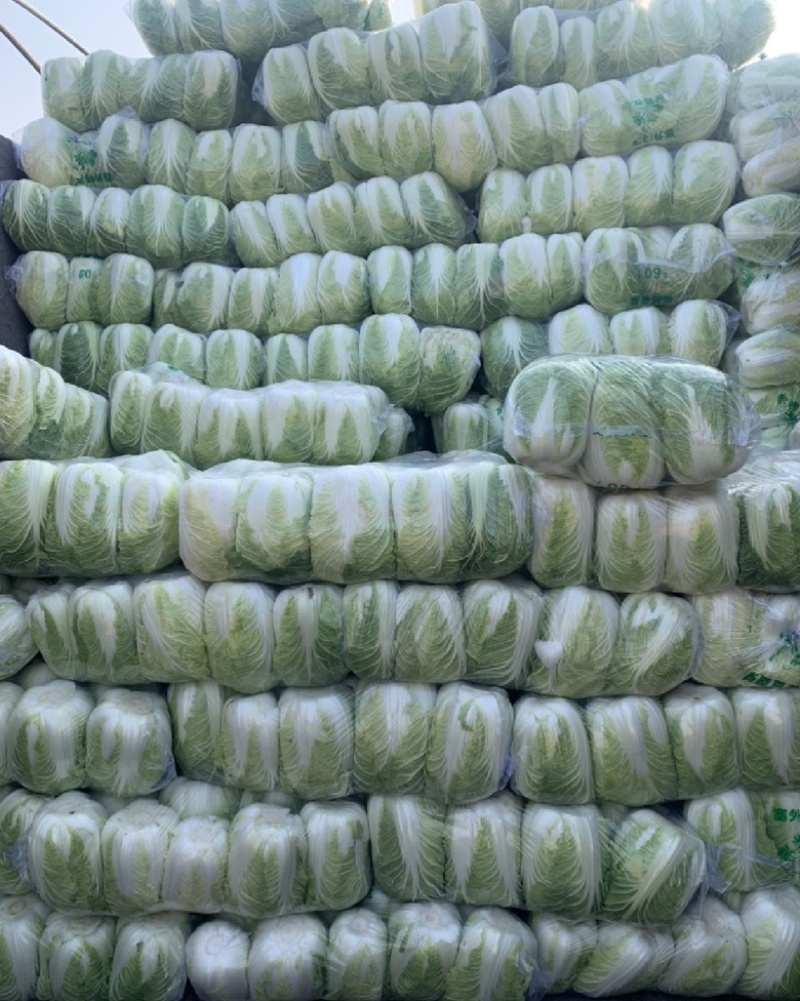 河南大白菜-产地新鲜上市，货量大，供超市，市场，欢迎咨询