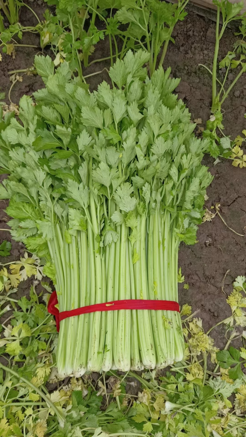 精品芹菜江苏芹菜大量出货有需要的老板可以联系我