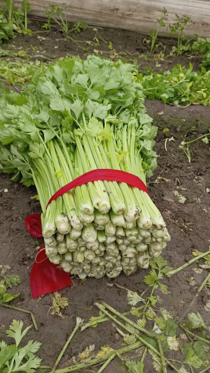 精品芹菜江苏芹菜大量出货有需要的老板可以联系我
