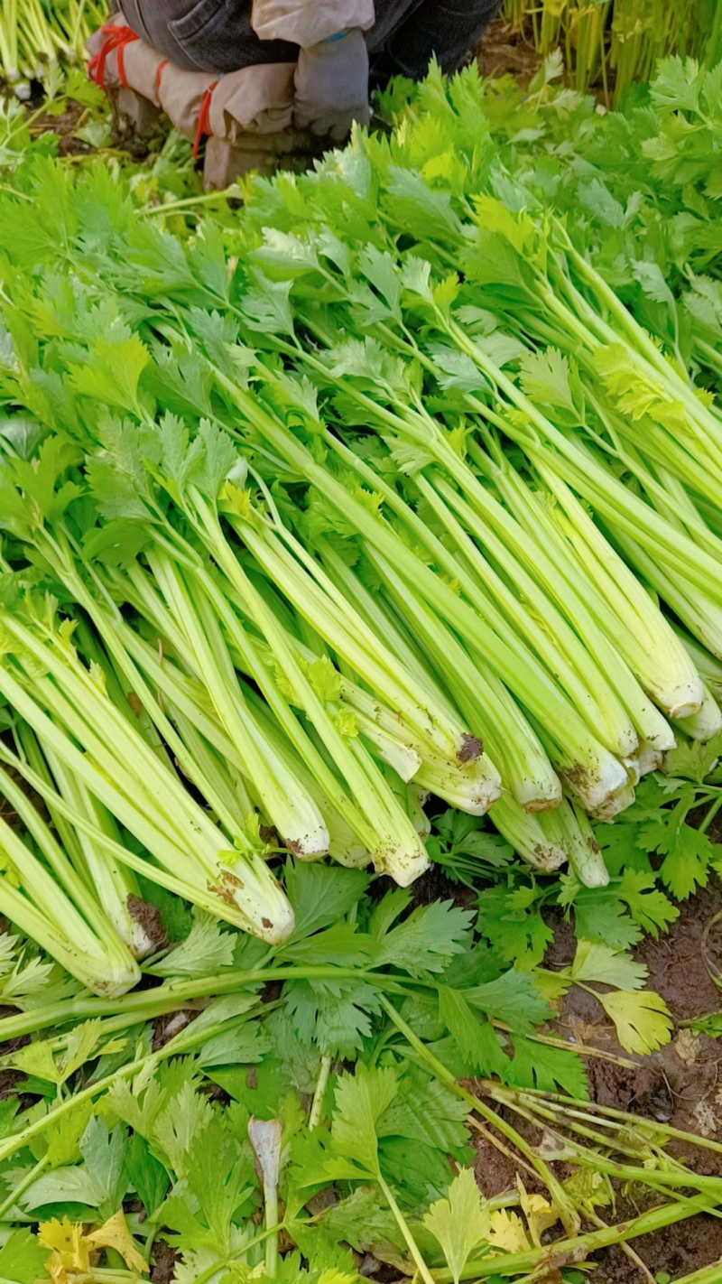 精品芹菜江苏芹菜大量出货有需要的老板可以联系我
