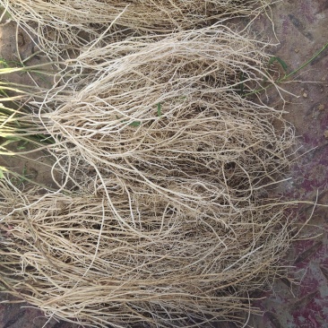 徐长卿廖刁竹鲜货自家种植产地直发一手货源