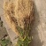 徐长卿廖刁竹鲜货自家种植产地直发一手货源