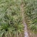 【基地直供批发】安徽大别山大叶红心石菖蒲露天种苗，籽育苗基地