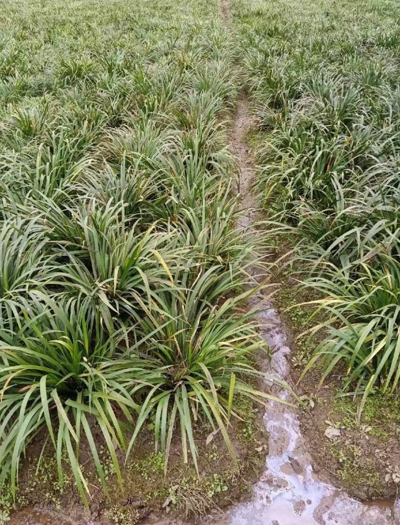 【基地直供批发】安徽大别山大叶红心石菖蒲露天种苗，籽育苗基地