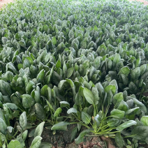 山西稷山精品大叶菠菜上市一手货源